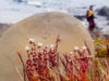 78 Franz Josef Land: Spherical boulder & wildflowers, Champ Island - photo by B.Cain