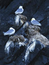 85 Franz Josef Land: Three nesting terns, Rubinin Rock - photo by B.Cain