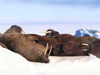 90 Franz Josef Land: Walruses laying on ice flow - photo by B.Cain