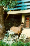 French Polynesia - Tahuata island - Marquesas: Vaitahu - his garden - horse - cheval (photo by G.Frysinger)