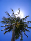 French Polynesia - Moorea / MOZ (Society islands, iles du vent): Moorea: palm under the sun - photo by R.Ziff