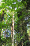 Wonga-Wongue reserve, Ogoou-Maritime, Gabon: canopy of the tropical forest - photo by M.Torres