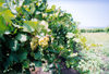 Gagauzia, Moldova: vineyards - white grapes for winemaking - photo by M.Torres