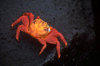 Plazas Island, Galapagos Islands, Ecuador: the Sally Lightfoot Crab (Grapsus grapsus) is black when young, but turns a brilliant red at maturity - photo by C.Lovell