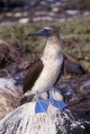 Isla Espaola / Hood Island, Galapagos Islands, Ecuador: Blue-footed Booby bird (Sula nebouxii) - looking left - photo by C.Lovell