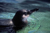 Isla Isabela / Albemarle island, Galapagos Islands, Ecuador: the Galapagos Penguin (Spheniscus mendiculus) is the most northerly penguin in the world - head out of the water - photo by C.Lovell