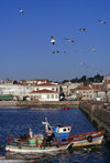 Galicia / Galiza - Cambados, Pontevedra province: fishing boats - Rias Baixas coast - Comarca do Salns - photo by S.Dona'