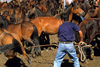 Galicia / Galiza - San Cibrao - Gondomar, Pontevedra province: 'aloitadores' - cowboys involved in taming horses, trying to capture a wild horse during the 'Rapa das Bestas' celebration - Comarca de Vigo - photo by S.Dona'
