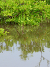 Bakalarr, North Bank division, Gambia: detail of a mangrove plant protecting the riverbanks from erosion - River Gambia - photo by M.Torres