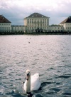 Germany - Bavaria - Munich / Mnchen / MUC : swan by the Nymphenburg palace - Schloss Nymphenburg diente den bayerischen Herrschern als Sommerresidenz (photo by M.Torres)