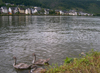 Germany / Deutschland / Allemagne - Cochem (Rhineland-Palatinate / Rheinland-Pfalz): swans on the Mosel river - water - birds - ciznes - photo by Efi Keren