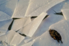 Germany - Berlin: ice floe / Eis,Eisscholle,frozen,Ice,Jahreszeit,Schnee,Season,snow,weather,Wetter,Winter - photo by W.Schmidt