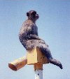 Gibraltar: legal alien - barbary ape on a telescope - Apes' Den - macaque monkey: macaca sylvana - photo by Miguel Torres