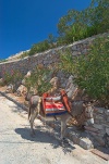 Greece - Idra island / Hydra  (Peloponnese):  a donkey seeks the shade (photo by Pierre Jolivet)