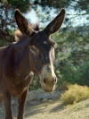Greek islands - Samos: donkey - photo by M.Bergsma