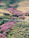 Greek islands - Astypalea: oleandern gully - photo by R.Wallace