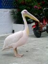 Greek islands - Astypalea - Skala: pink pelican - photo by R.Wallace