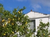 Greek islands - Ithaca / Ithaka / Ithaki: citrus growing - photo by G.Frysinger