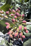 Greece, Dodecanese Islands,Tilos: pistacchio nuts growing on tree - photo by P.Hellander