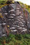 Greenland - Qaqortoq: whales - modern petroglyphs (photo by G.Frysinger)