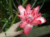 Guadeloupe / Guadalupe / Guadelupe: rain forest flower / fleur - Porcelain Rose - La rose Porcelaine (photographer: R.Ziff)