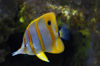 Guam - Tumon: Copperbanded Butterflyfish - fish - Underwater World - 1245 Pale San Vitores Rd. (photo by B.Cain)