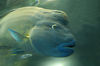 Guam - Tumon: Napolean Wrasse, Underwater World Aquarium - fish (photo by B.Cain)