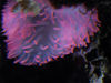 Guam - Tumon: Pink Anemone, Underwater World Aquarium (photo by B.Cain)
