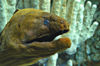 Guam - Tumon: Moray eel, Underwater World Aquarium (photo by B.Cain)