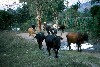 Guatemala - Chiquimula (Santa Rosa department): when the cows come home / vacas (photographer: Mona Sturges)