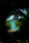 Rubane Island, Bijags Archipelago - UNESCO biosphere reserve, Bubaque sector, Bolama region, Guinea Bissau / Guin Bissau: beach cove, tunnel effect through palm trees / enseada na praia, palmeiras - photo by R.V.Lopes