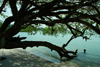 Rubane Island, Bijags Archipelago - UNESCO biosphere reserve, Bubaque sector, Bolama region, Guinea Bissau / Guin Bissau: beach with tree dropping into the water / praia - rvore - photo by R.V.Lopes