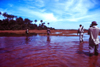 Guinea Bissau / Guin Bissau - Tarafes de Cacheu Natural Park mangrove swamp: in the swamps, looking for hippos / nos pantanos em busca de hipopotamos - foto de / photo by Dolores CM