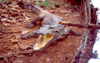 Guinea Bissau / Guin Bissau - Bula: fierce alligator (foto de / photo by Dolores CM)