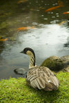 13 Hawaii - Kauai Island: Nene bird looking at Poyfish in idylic pond with rain drops - Hawaiian Islands - photo by D.Smith