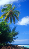 3 Hawaii - Kauai Island: Hanalei: palm tree and beach - Hawaiian Islands - photo by D.Smith