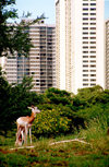 Oahu island: Waikiki beach - deer roaming the city - Photo by G.Friedman