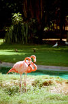 Oahu island: Waikiki beach - pink flamingos - Greater Flamingo - Phoenicopterus roseus - Photo by G.Friedman