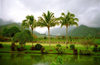 Hawaii - Maui island: three palms - Photo by G.Friedman