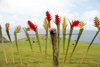 Hawaii - Maui island: flowers on a fence - Heliconias - Photo by G.Friedman