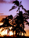Hawaii - Maui island: palms at sunset - Photo by G.Friedman