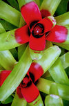 Hawaii - Maui island: red and green plants - Photo by G.Friedman