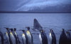 Heard Island: King penguins and Elephant seals (photo by Eric Philips)