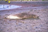 Heard Island - UNESCO World Heritage Site: elephant seal - kelp on the sand - photo by F.Lynch