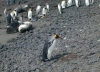 Heard Island: king penguin moves ashore across the volcanic sand of the beach - Antarctic fauna - photo by F.Lynch
