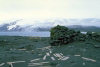 Heard Island: Kerguelen cabbages cling to the ruined wall of a 19th century sealer's hut (photo by Francis Lynch)