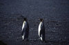 Heard Island: King penguins (photo by Eric Philips)