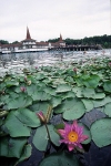 Hungary / Ungarn / Magyarorszg - Hvz (Zala province): Gygy-t - Europe's largest thermal lake covered by lotus flowers (photo by J.Kaman)