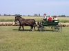 Hungary / Ungarn / Magyarorszg - Hortobgy National Park: Horse-driven carriage in the puszta - the Great Plain (photo by J.Kaman)