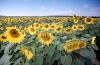 Hungary / Ungarn / Magyarorszg - Great Plain: field of sunflowers (photo by J.Kaman)